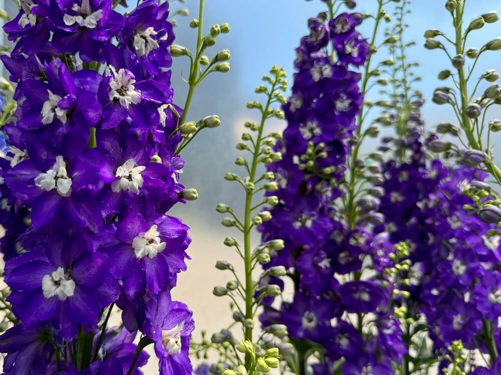 Delphinium elatum 'Aurora Deep Purple'