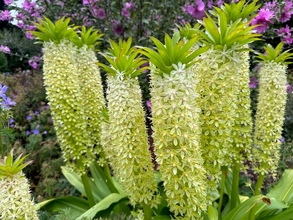 Eucomis pallidiflora