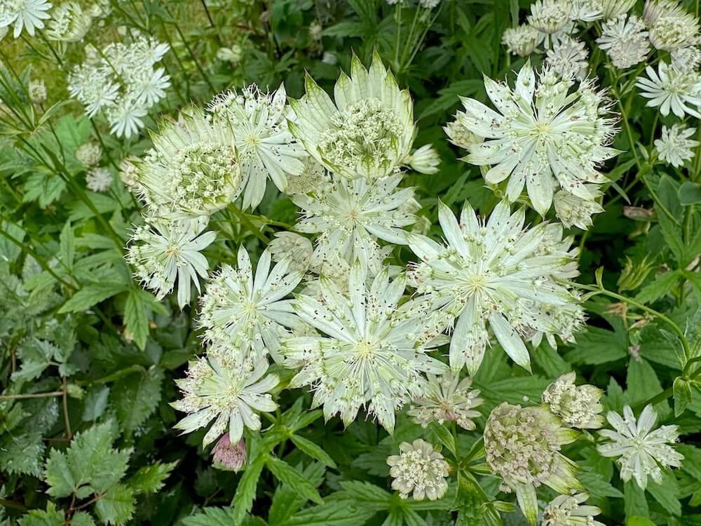 Astrantia major 'Alba'
