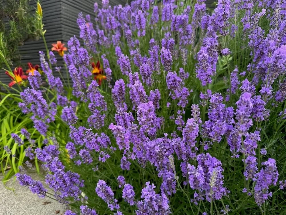 Lavandula angustifolia ‘Munstead'