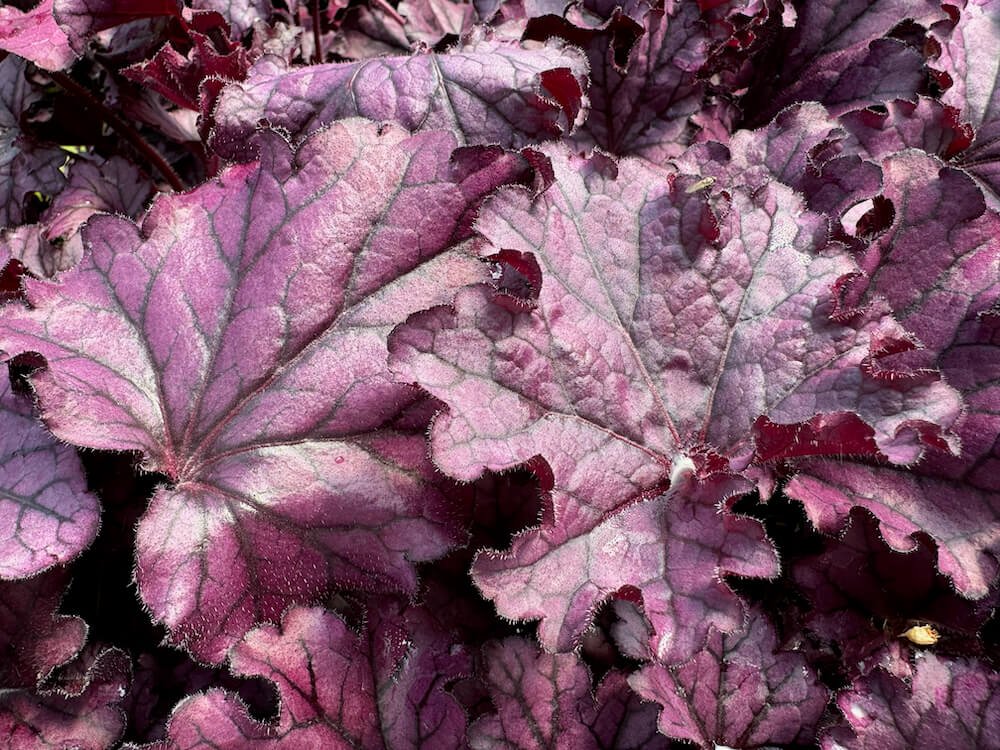Heuchera 'Forever Purple'