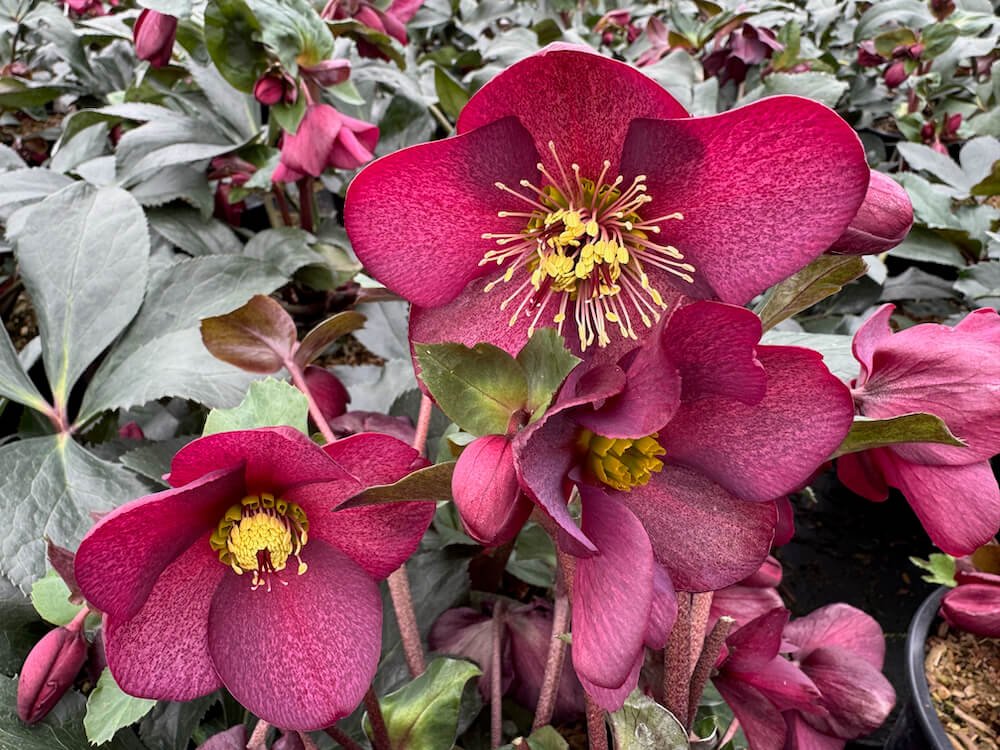 Helleborus x glandorfensis HGC 'Ice N' Roses Red'