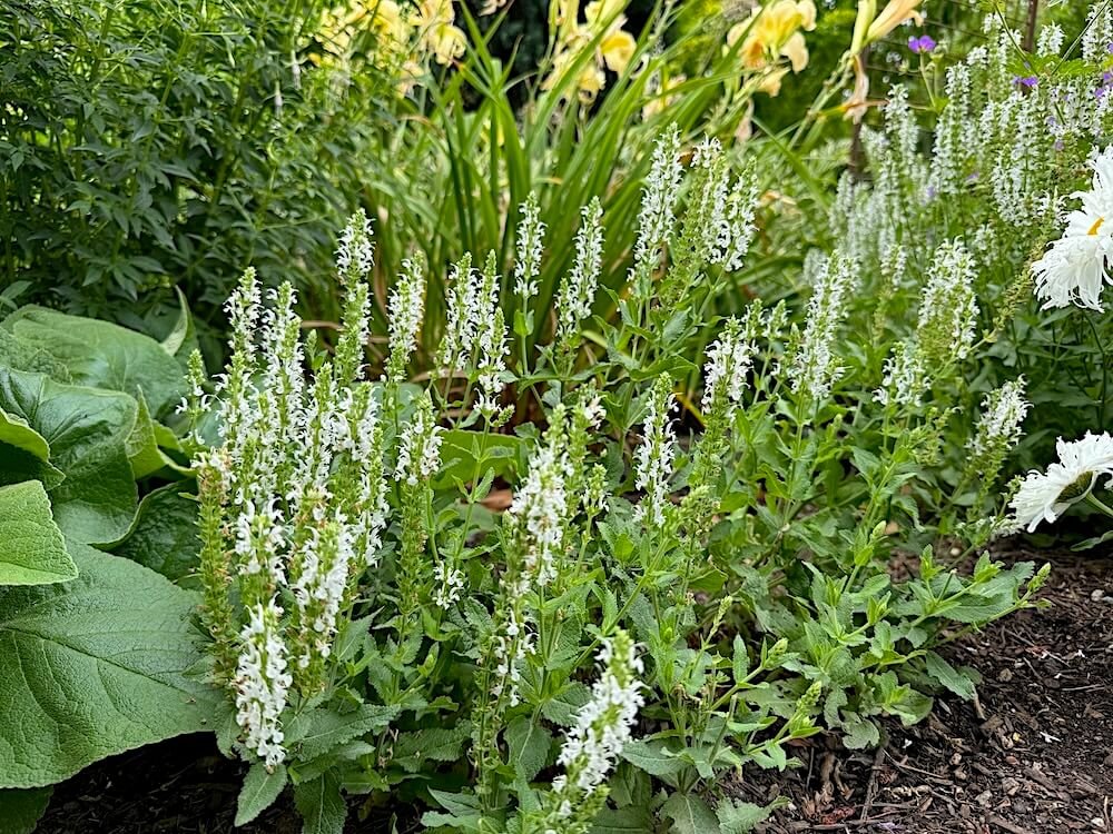 Salvia x sylvestris 'Schneehuegel'