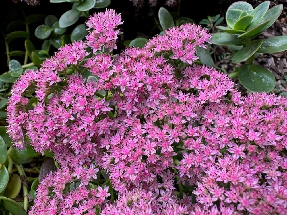 Sedum hybrid ‘Lime Zinger’
