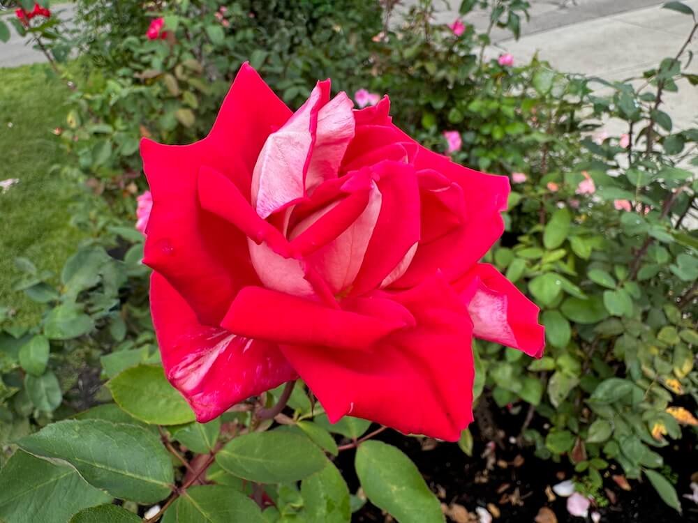 Rosa 'Love'