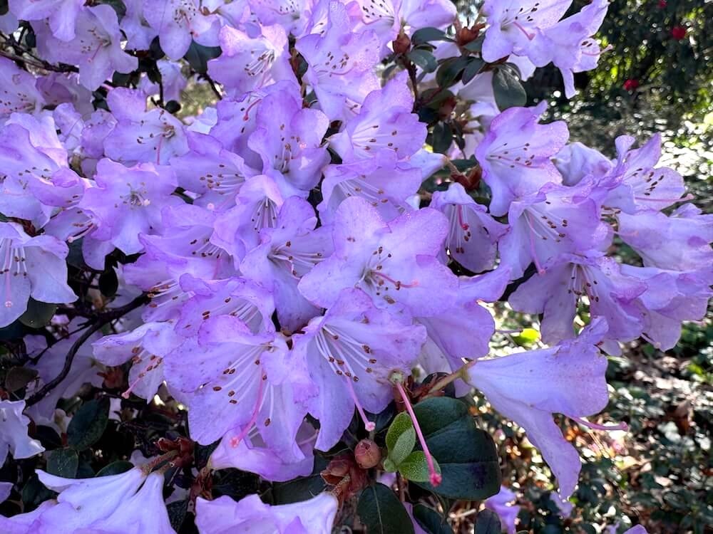 Rhododendron yungningense