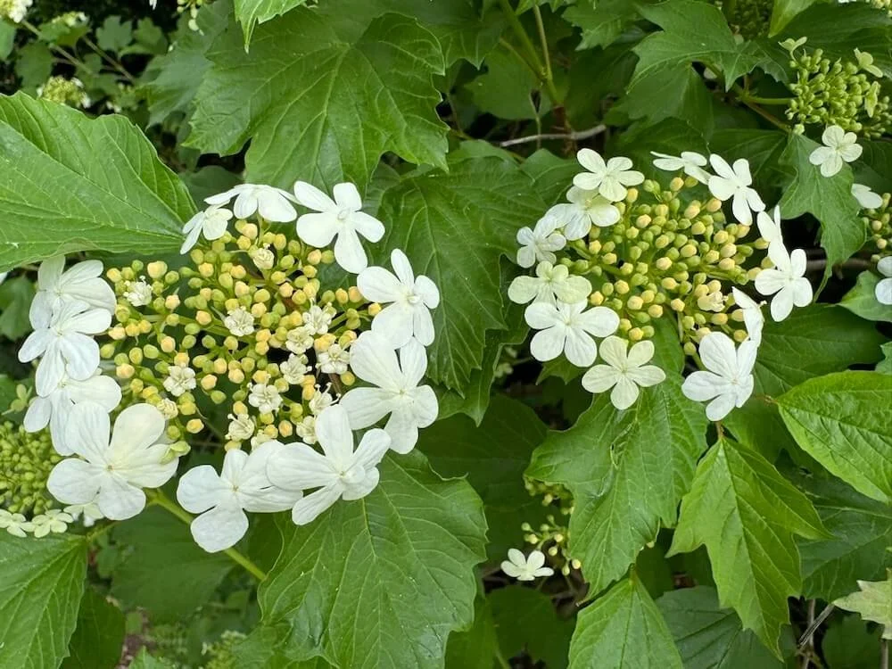 Viburnum trilobum