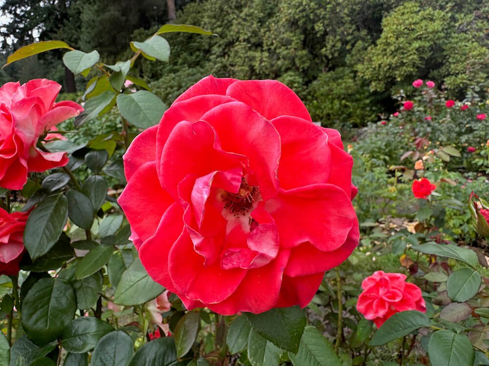 Rosa 'Smokin' Hot'