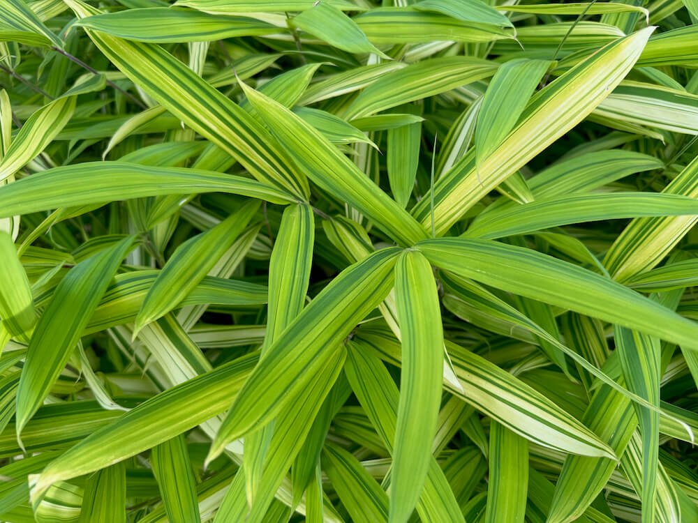 Pleioblastus viridistriatus