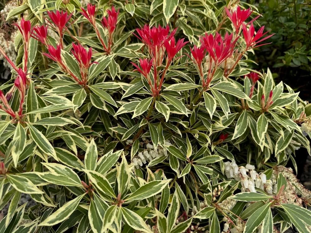 Pieris japonica 'Flaming Silver'