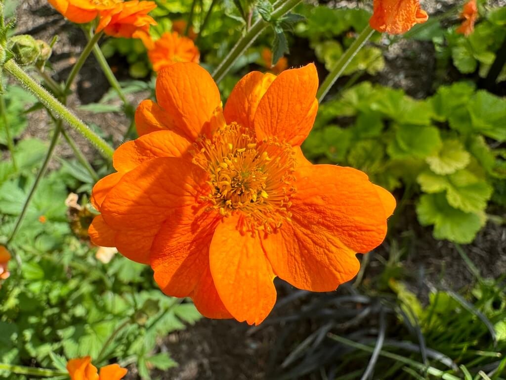 Geum ‘Totally Tangerine’