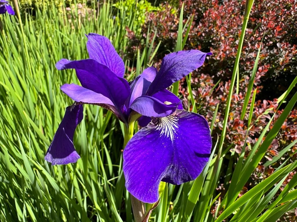 Iris sibirica ‘Tycoon’