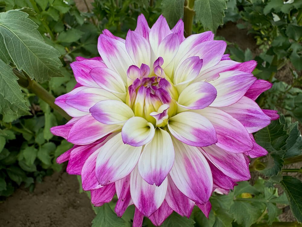 Dahlia 'Tipsy'
