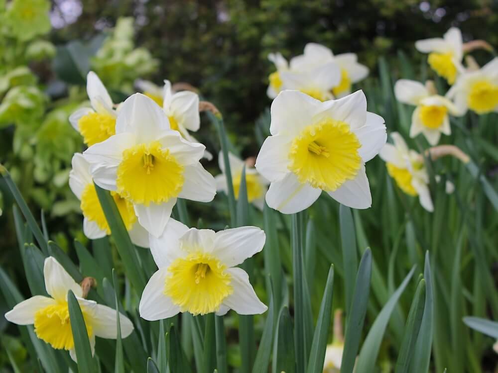 Narcissus 'Ice Follies'