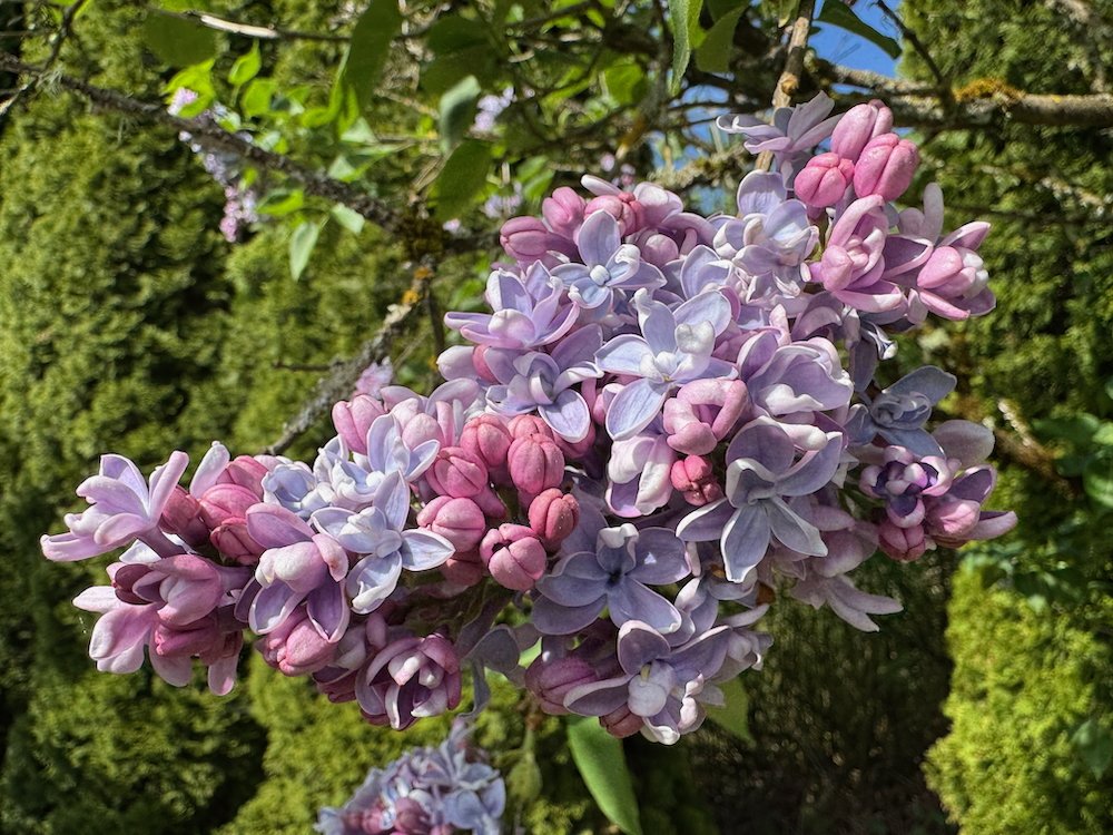 Syringa vulgaris 'Nadezhda'