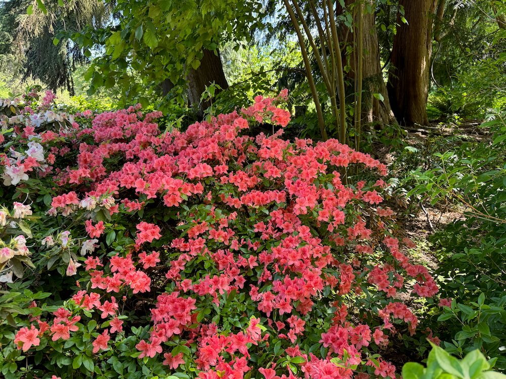 RHODODENDRON SPECIES BOTANICAL GARDEN