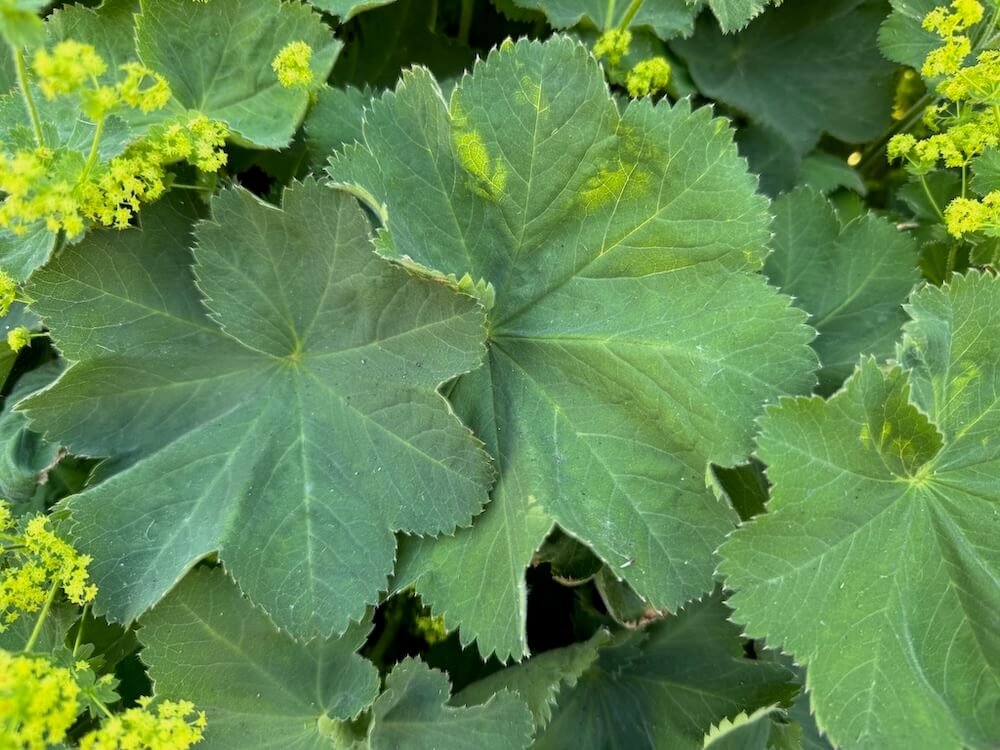 Alchemilla mollis