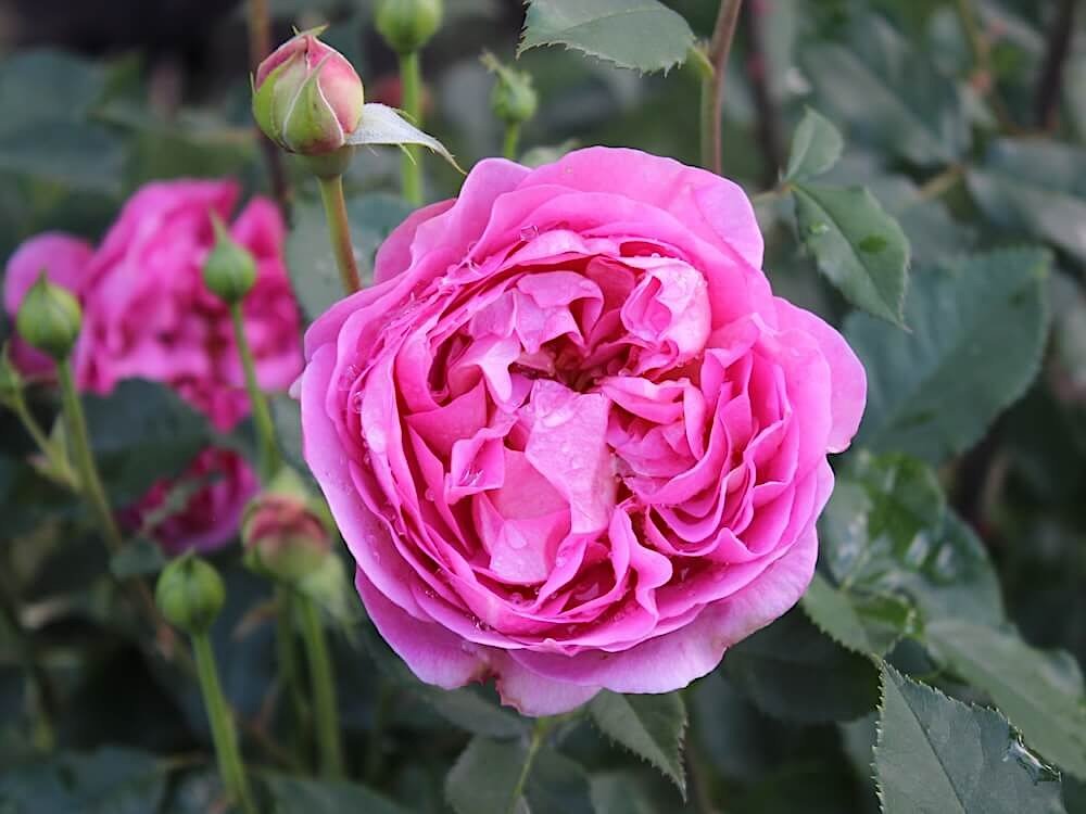 Rosa 'Boscobel'