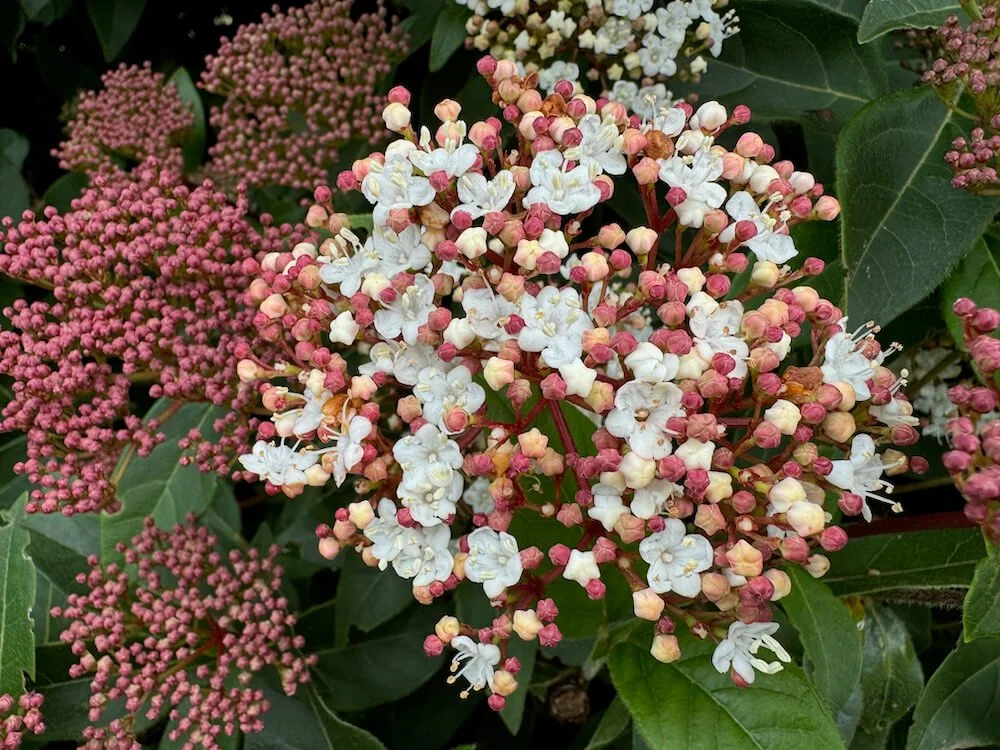 VIBURNUM
