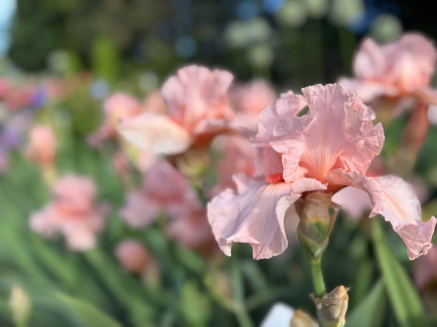 Irises