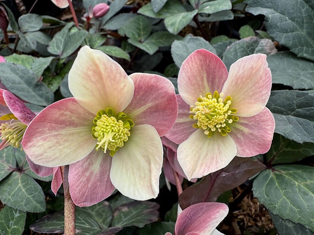 Helleborus x ballardiae HGC 'Merlin'