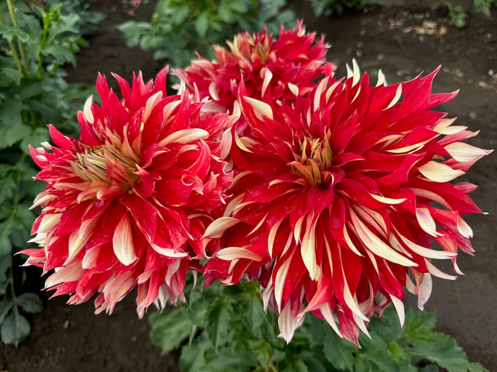 Bellevue Botanical Garden