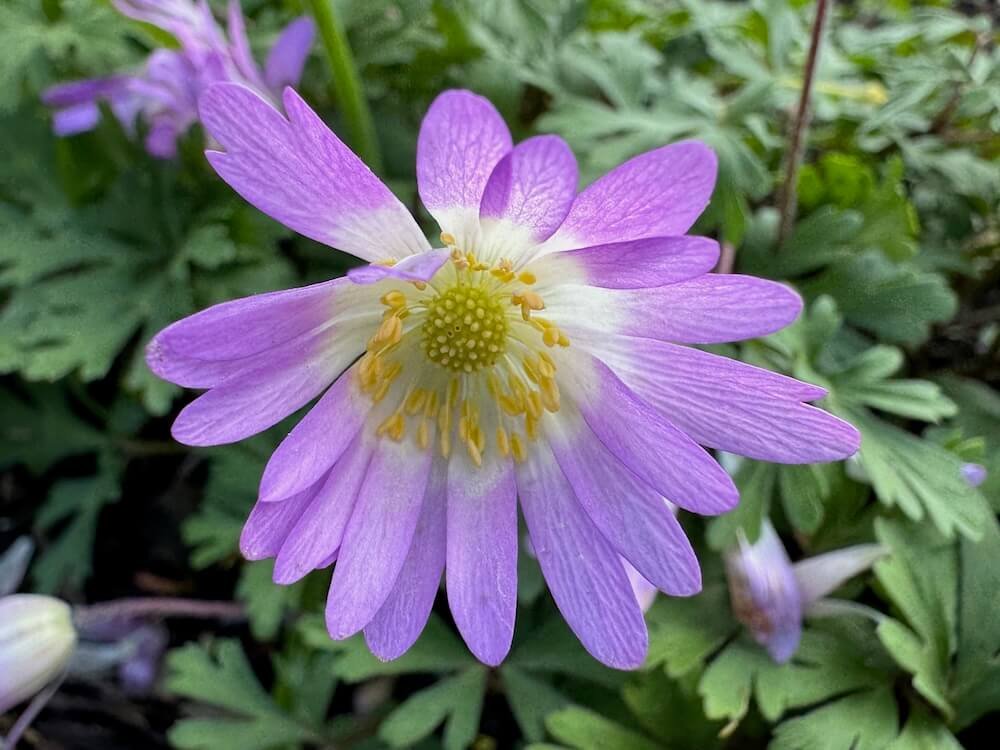 Anemone blanda 'Violet Star'