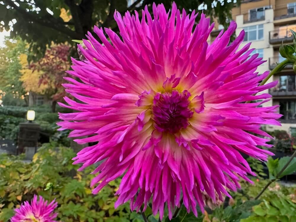Dahlia 'Lakeview Gertie'