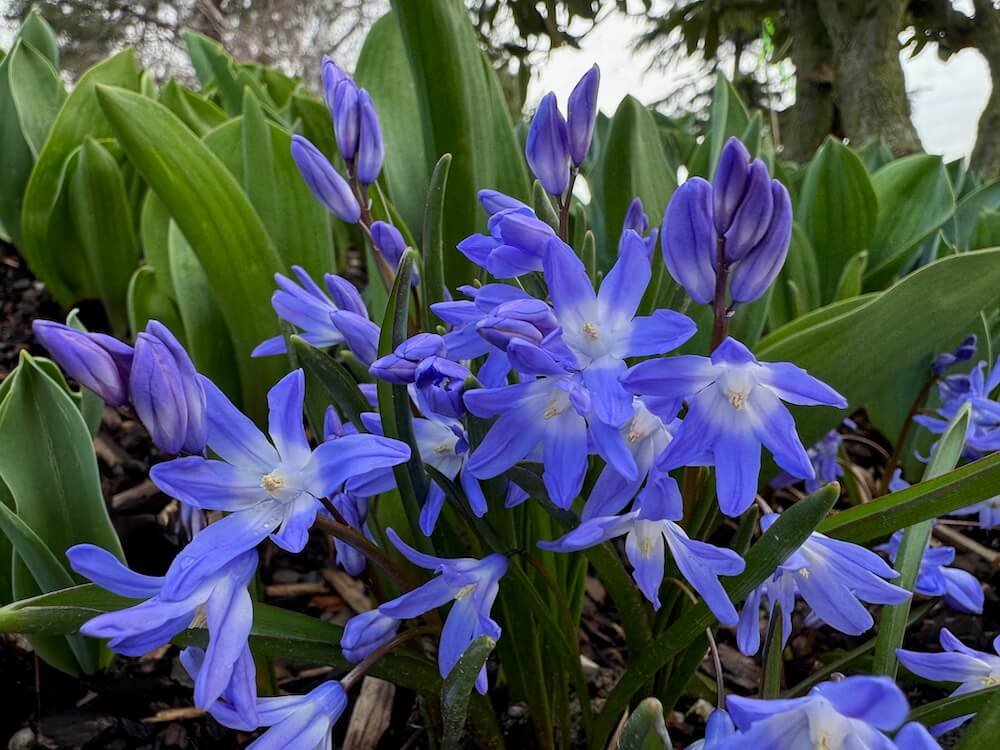 SCILLA
