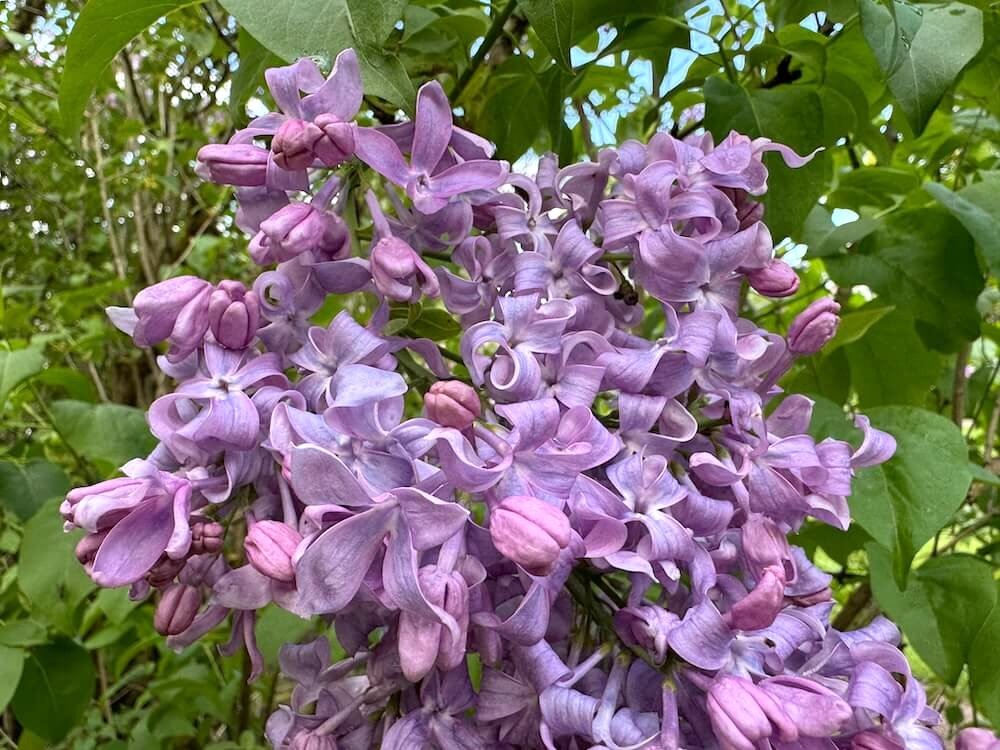Syringa vulgaris 'Lavender Lady'