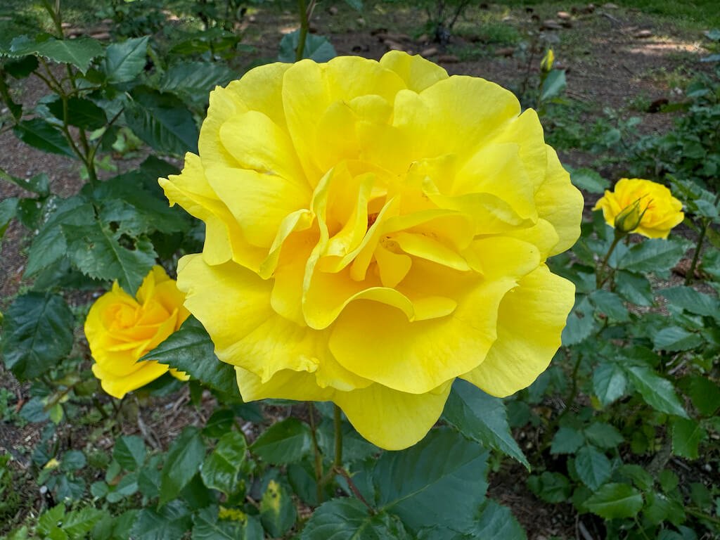 Rosa 'Sunsprite'