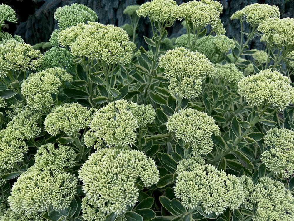 Sedum telephium 'Lajos'