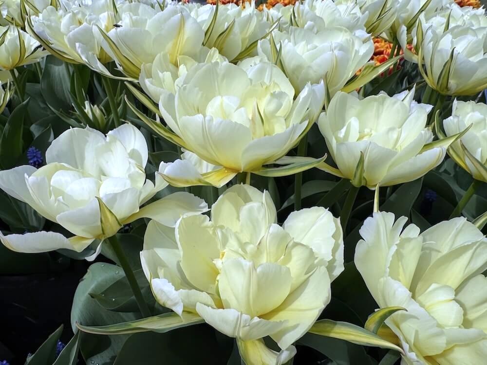 Tulipa 'Exotic Emperor'