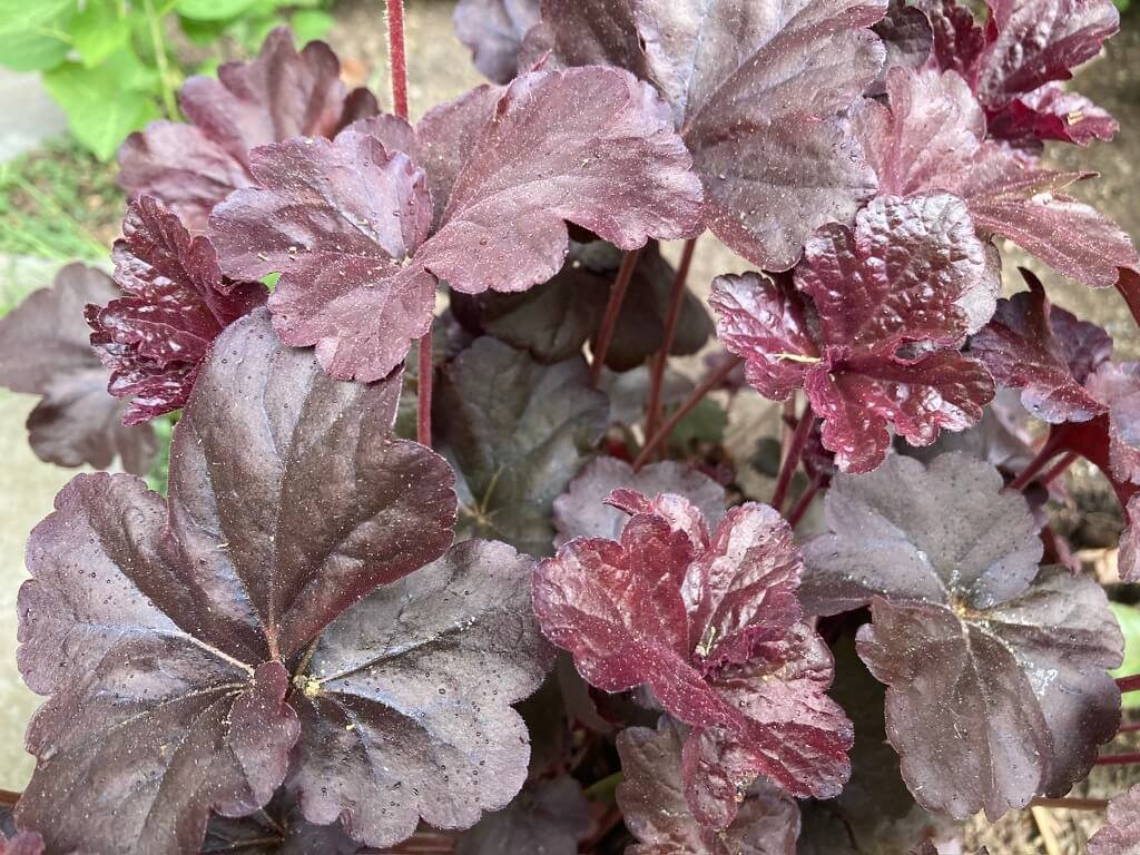 Heuchera ‘Obsidian’