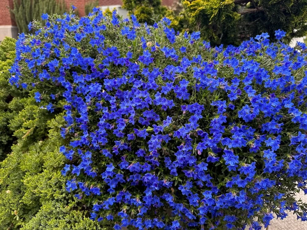 LITHODORA