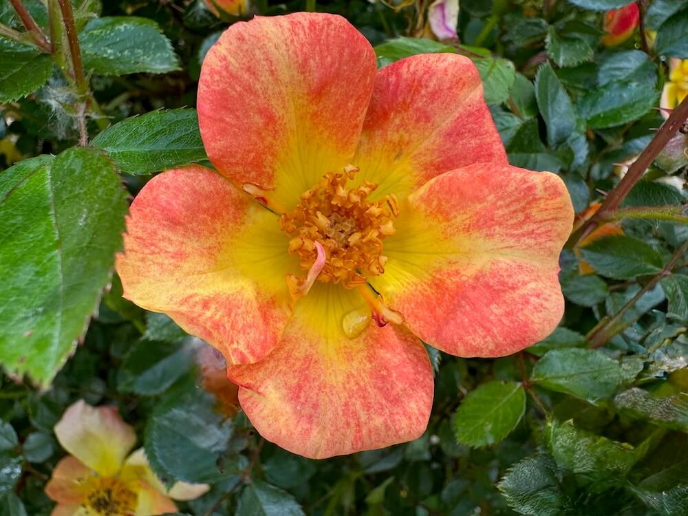 Rosa 'Chewmaytime'