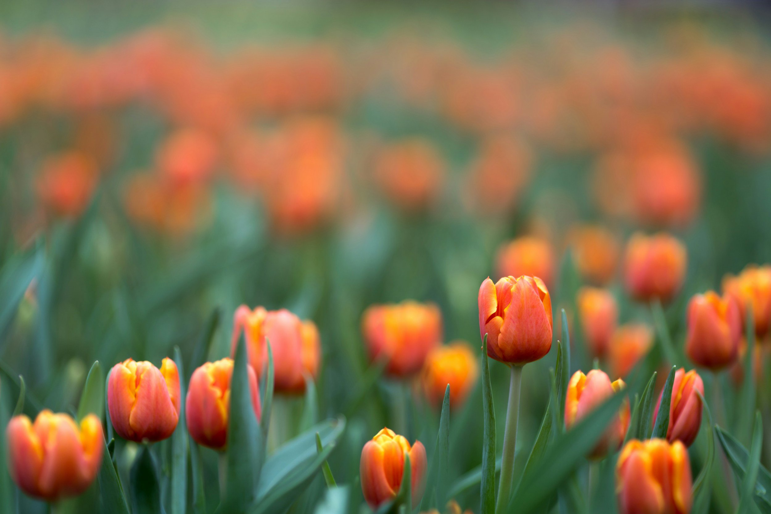 Washington garden tours