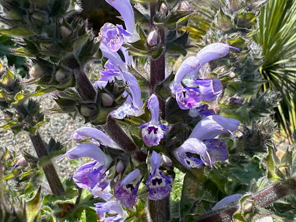 Salvia moorcroftiana x indica