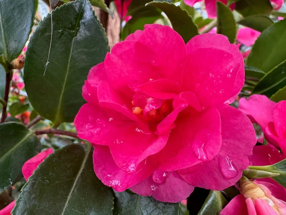 Camellia sasanqua 'Shishi Gashira'