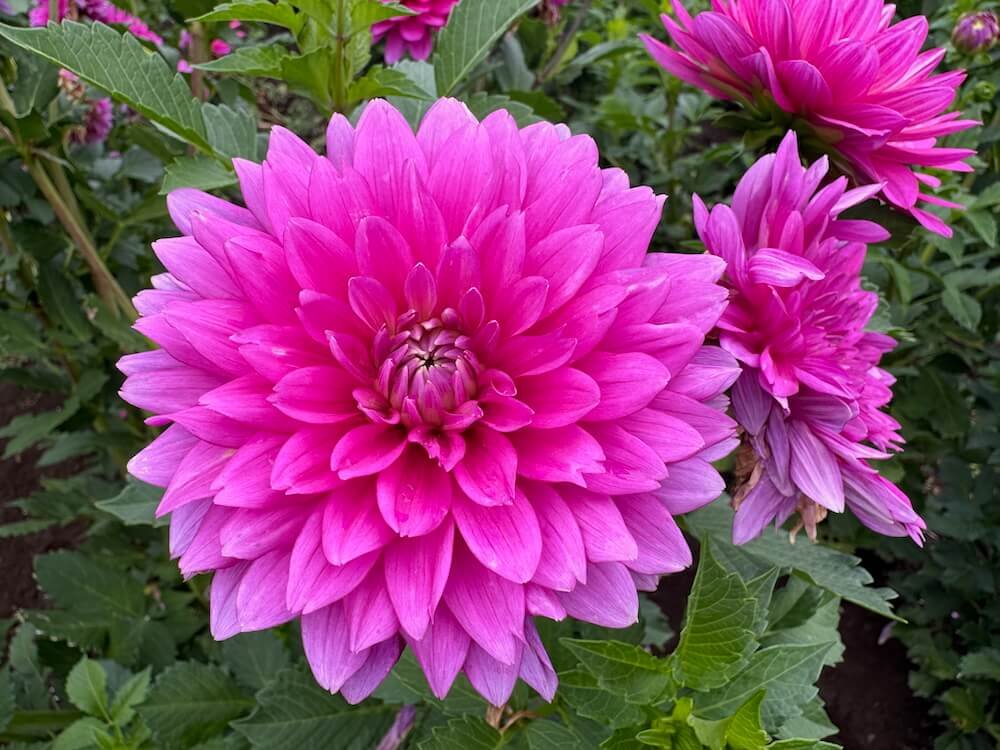 Dahlia 'Jenna'