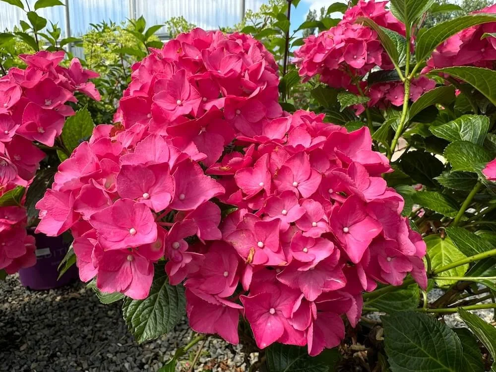 Hydrangea macrophylla 'Glowing Embers'