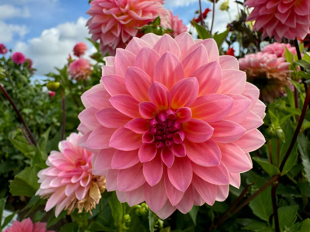 Dahlia 'Jitterbug'