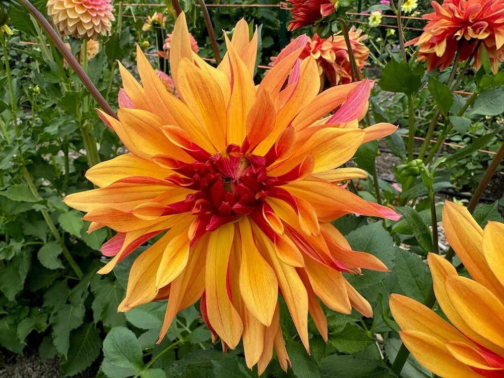 Dahlia 'French Cancan'