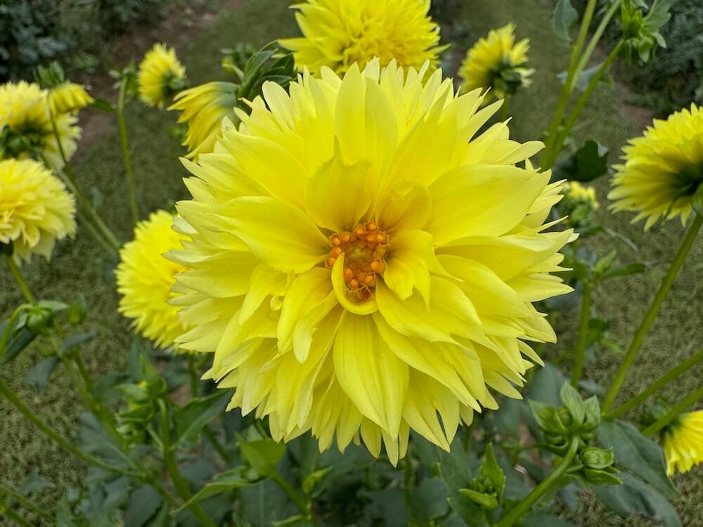Dahlia 'Tweetie Pie'