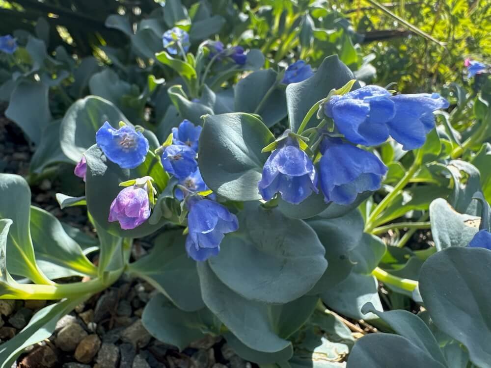 Mertensia maritima