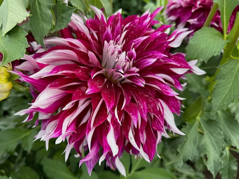 Dahlia 'My Hero'