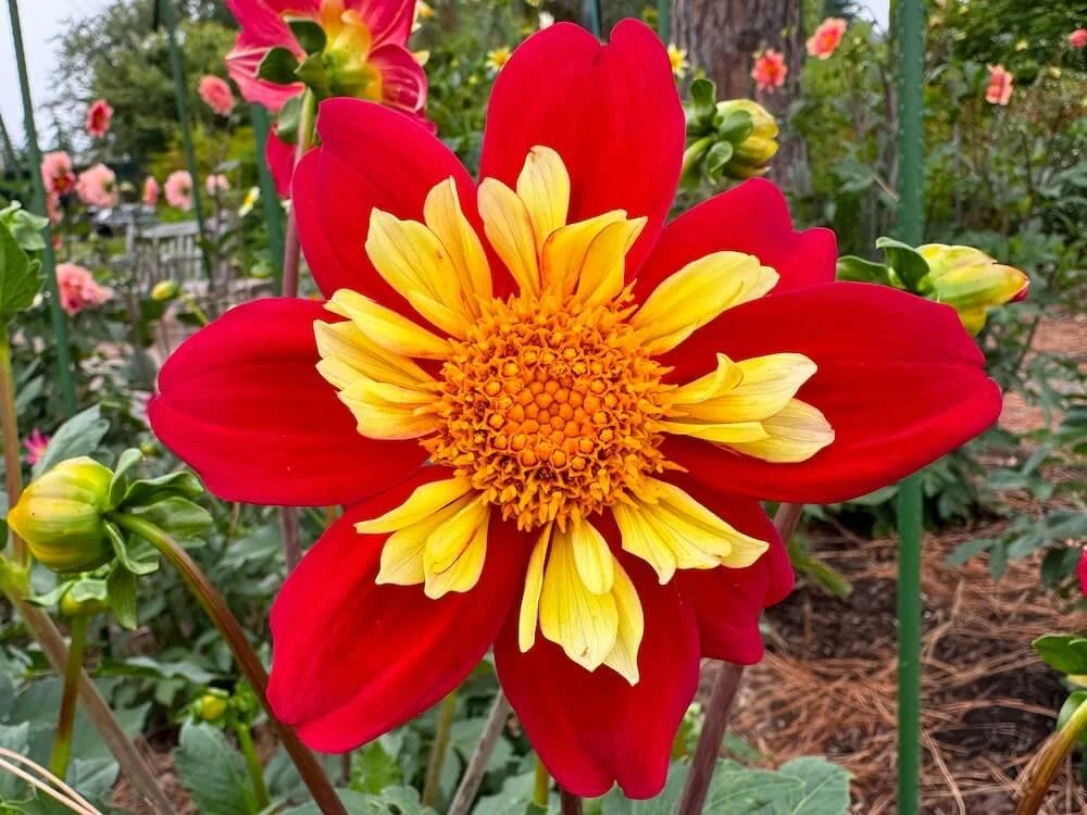 Dahlia 'Moray Apache'