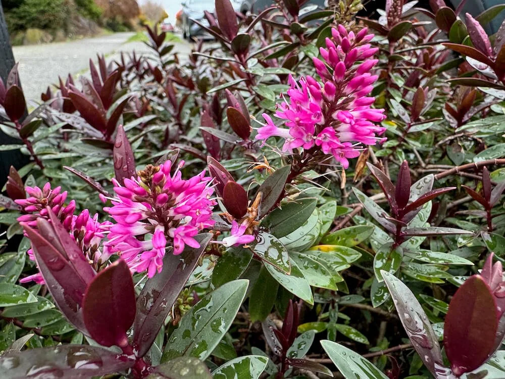 Hebe x hybrid 'Pretty 'n Pink'