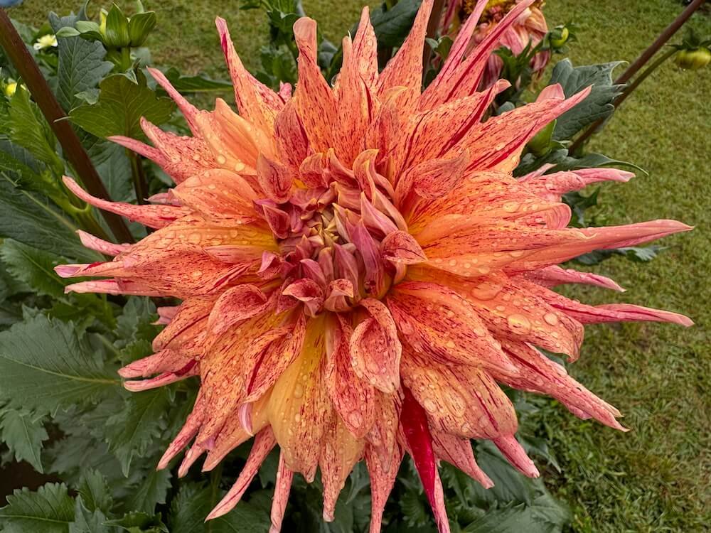 Dahlia 'Maniac'
