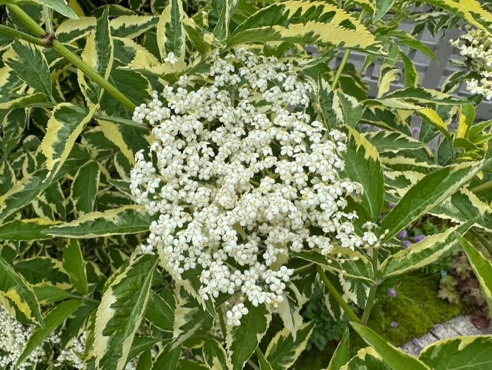 Sambucus nigra 'Variegata'